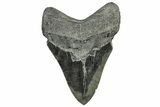 Serrated, Fossil Megalodon Tooth - South Carolina #324270-2